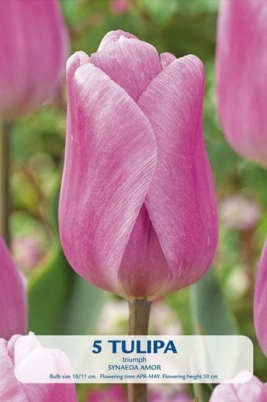 Tulip Synaeda Cupid 5-pakning